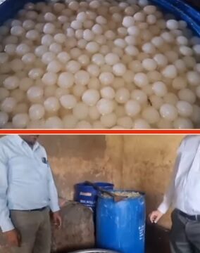 गंदगी से भरे कमरे में बन रहे थे रसगुल्ले: नोएडा में खाद्य सुरक्षा विभाग ने मारा छापा, 3 क्विंटल खराब मिठाई नष्ट कराई